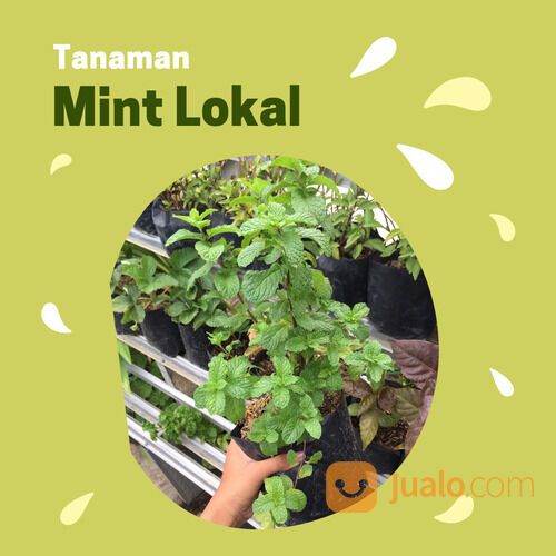 eksotis!, WA 0813-5812-3335, Distributor daun mint di indonesia