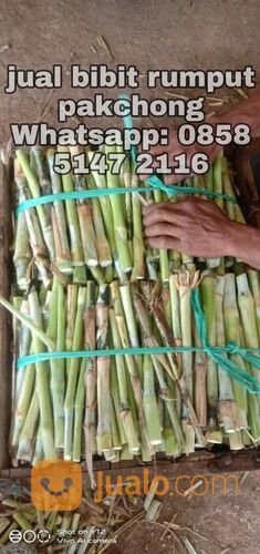 Harga Bibit Rumput Pakchong Wonogiri Untuk Pakan Hewan Ternak