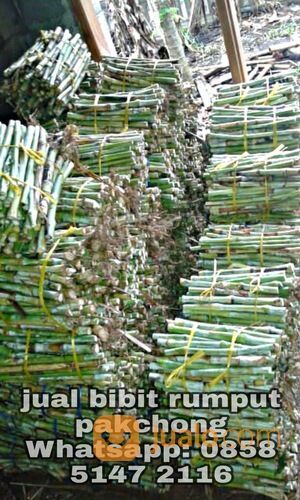 Harga Bibit Rumput Pakchong Wonogiri Untuk Pakan Hewan Ternak