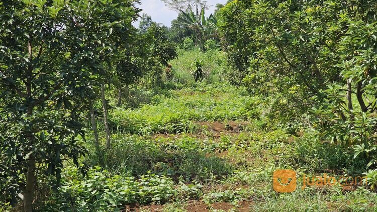 Perkebunan alpukat miki SHM Luas 1 Ha Dekat IPB Dramaga Bogor