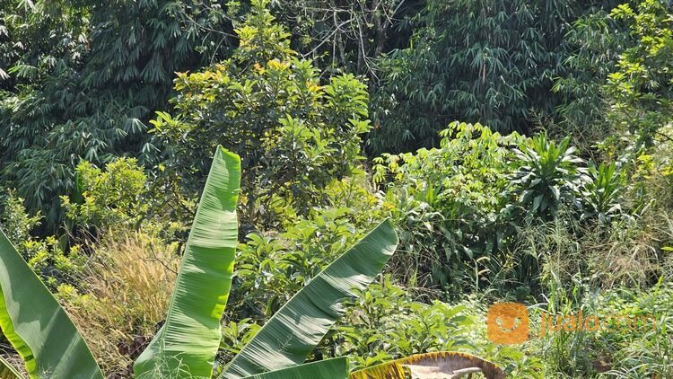 Perkebunan alpukat miki SHM Luas 1 Ha Dekat IPB Dramaga Bogor