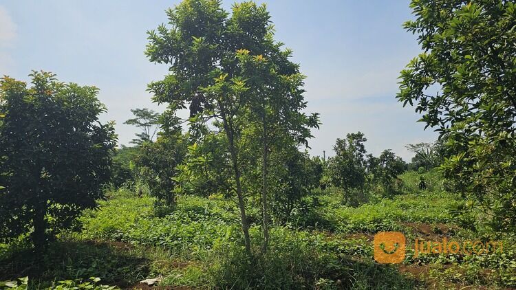 Perkebunan alpukat miki SHM Luas 1 Ha Dekat IPB Dramaga Bogor