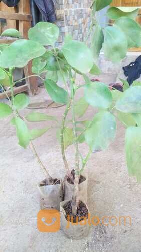 Bibit Tanaman Langka Tlogosari - Tanaman Pembawa Rezeki-Bisa di Bonsai