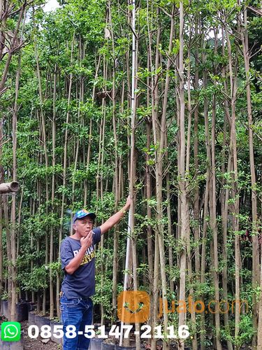 Harga Pohon Ketapang Kencana Wonogiri Terbaru Siap Tanam