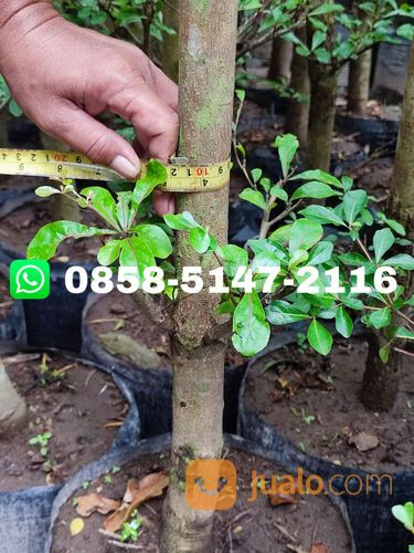 Harga Pohon Ketapang Kencana Wonogiri Terbaru Siap Tanam