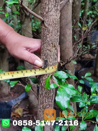 Harga Pohon Ketapang Kencana Wonogiri Terbaru Siap Tanam