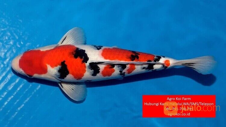 Ikan Koi Sanke Kabupaten Banyuwangi Terpercaya 085-791-708-791 Bergaransi