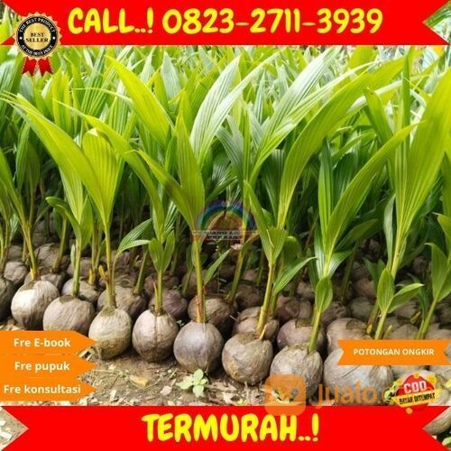 ! H.Tovix CALL : 0823-2711-3939 Bibit Kelapa Png di Kebumen