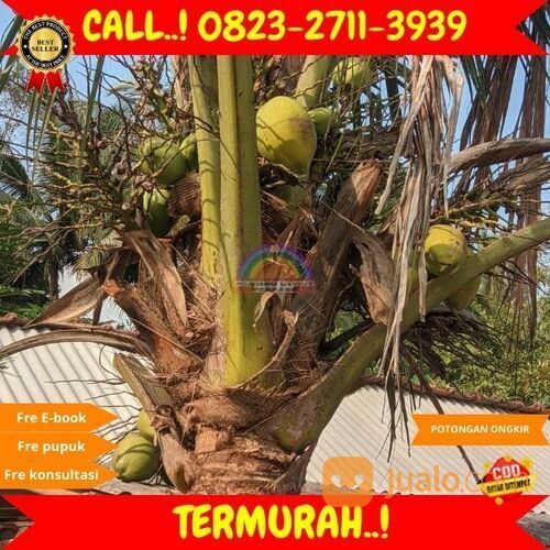 ! H.Tovix CALL : 0823-2711-3939 Bibit Kelapa Png di Kebumen