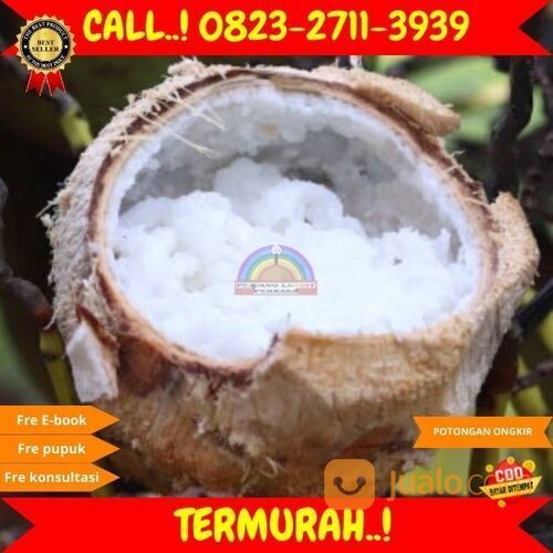 ! H.Tovix CALL : 0823-2711-3939 Bibit Kelapa Png di Kebumen
