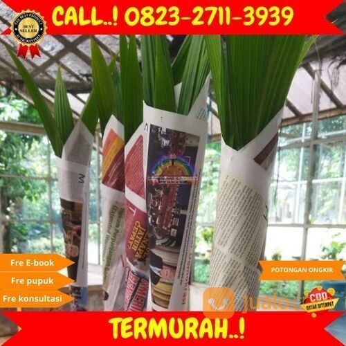 ! H.Tovix CALL : 0823-2711-3939 Bibit Kelapa Png di Kebumen
