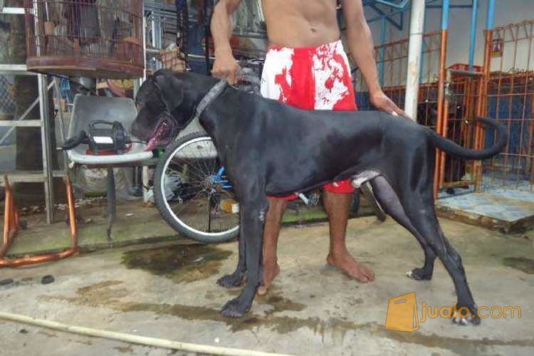 Anjing greatdane umur 9-15 bulan