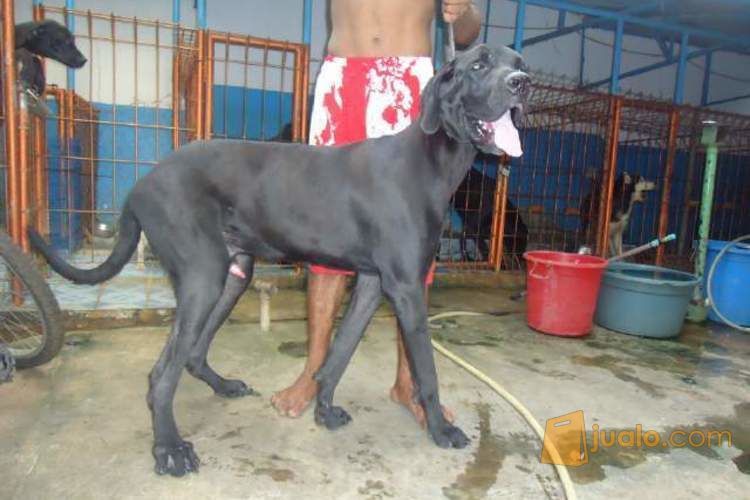 Anjing greatdane umur 9-15 bulan