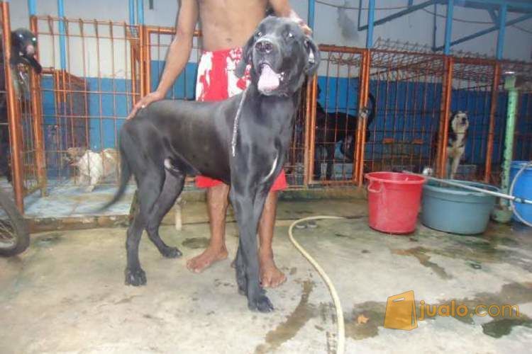 Anjing greatdane umur 9-15 bulan