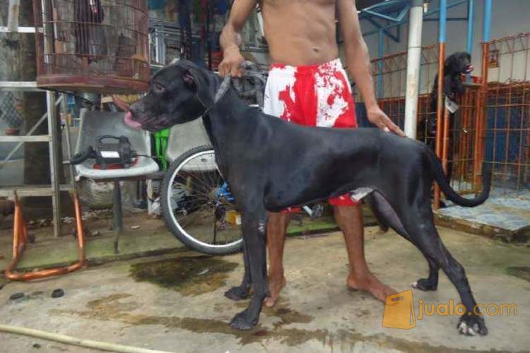 Anjing greatdane umur 9-15 bulan
