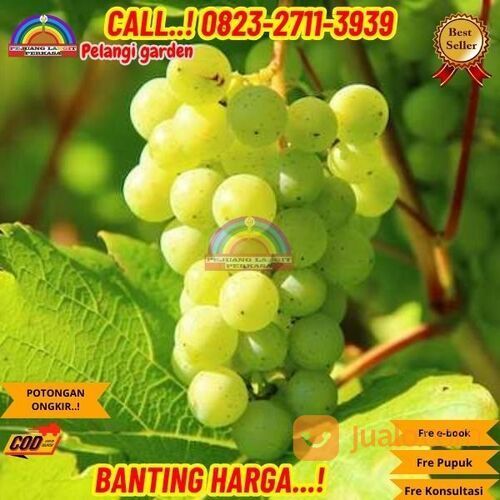 EKSLUSIF ! H.Tovix CALL: 0823-2711-3939 Bibit Anggur Cotton Candy Di Kebumen