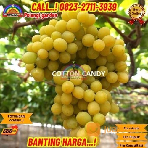 EKSLUSIF ! H.Tovix CALL: 0823-2711-3939 Bibit Anggur Cotton Candy Di Kebumen