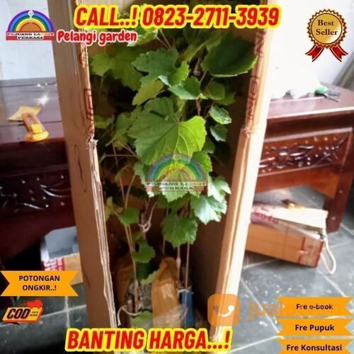 EKSLUSIF ! H.Tovix CALL: 0823-2711-3939 Bibit Anggur Cotton Candy Di Kebumen