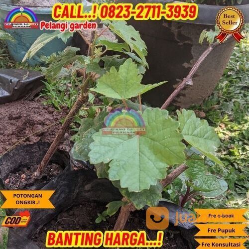 EKSLUSIF ! H.Tovix CALL: 0823-2711-3939 Bibit Anggur Cotton Candy Di Kebumen