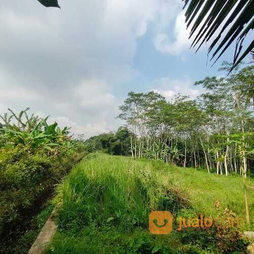 Tanah Limpung Batang, Luasan Besar, Zona Kuning