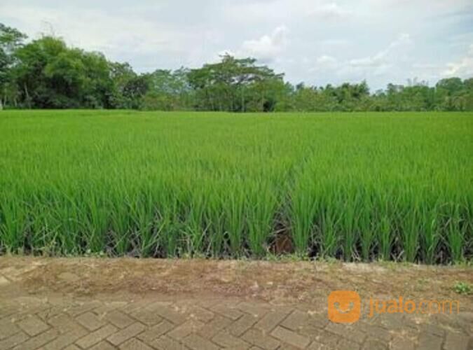 Tanah Lahan Sawah Produktif Lokasi Wagir Belakang Pabrik Gula Kebonagung Malang 1,125 Milyar