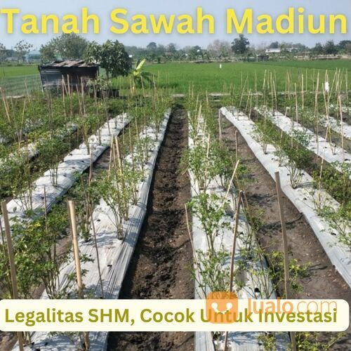Tanah Sawah Madiun Siap AJB