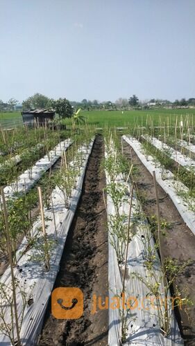 Tanah Sawah Madiun Siap AJB