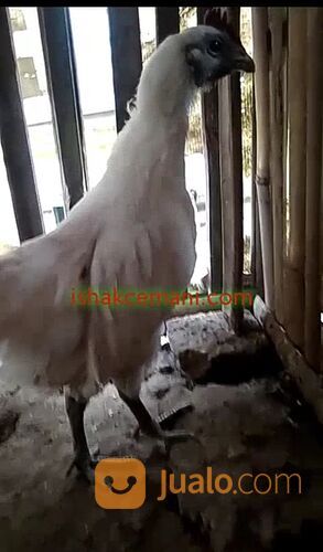 Ayam Cemani Rajek Wesi/Putih Sangat Langka !! Baca Diskripsi
