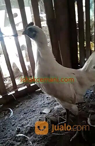 Ayam Cemani Rajek Wesi/Putih Sangat Langka !! Baca Diskripsi