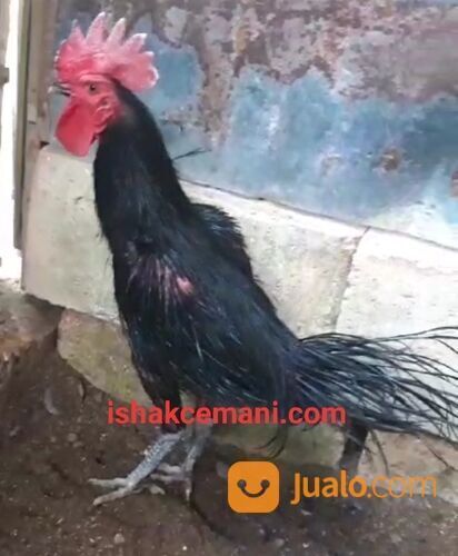 Ayam Cemara Hitam Asli Langka Dan Istimewa !!! Wajib Baca Diskripsi