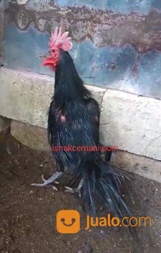 Ayam Cemara Hitam Mulus Langka Koleksi Unik Nan Cantik !! Wajib Baca Diskripsi