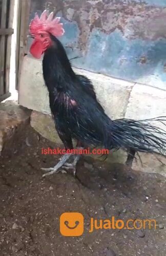 Ayam Cemara Hitam Mulus Langka Koleksi Unik Nan Cantik !! Wajib Baca Diskripsi