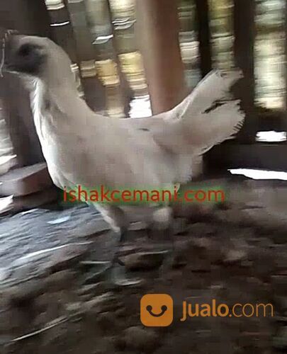 Ayam Cemani Putih Asli Rajek Wesi