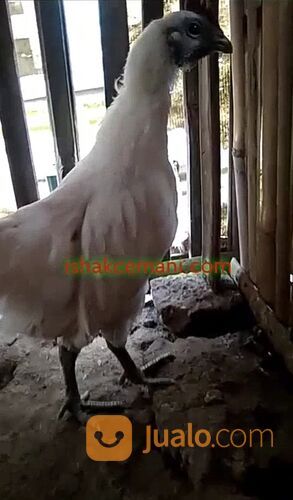 Ayam Cemani Putih Asli Rajek Wesi