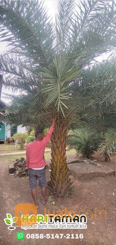Harga Pohon Palem Kenari Terbaru Siap Tanam