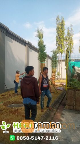 Harga Pohon Palem Kenari Terbaru Siap Tanam