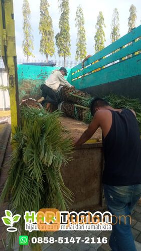Harga Pohon Palem Kenari Terbaru Siap Tanam