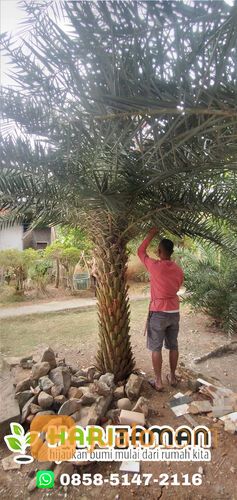 Harga Pohon Palem Kenari Terbaru Siap Tanam
