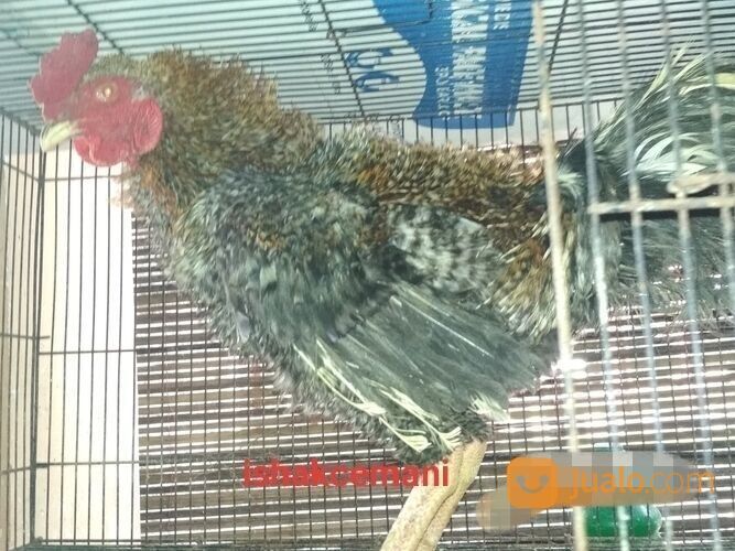 Ayam Walik Warna Jali Abu Blirik Atau Sekull