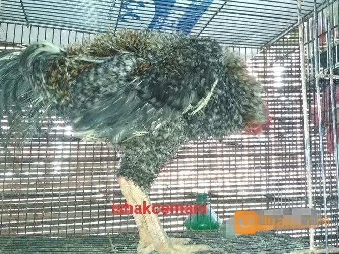 Ayam Walik Warna Jali Abu Blirik Atau Sekull