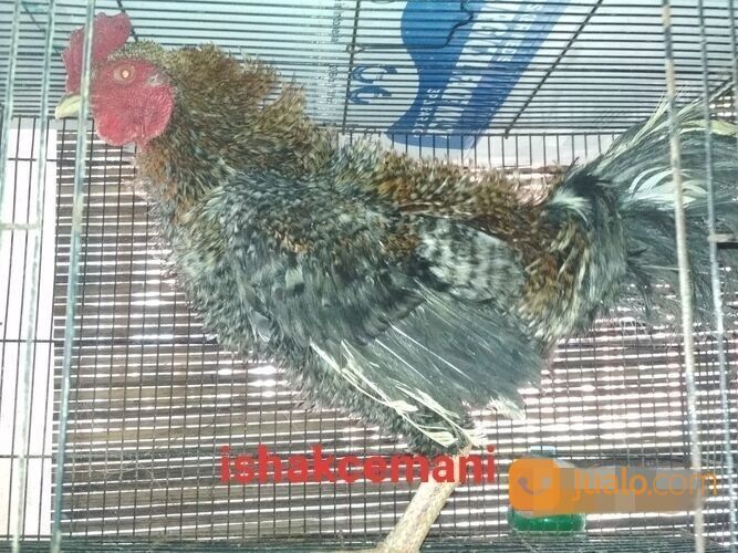 Ayam Walik Warna Jali Abu Blirik Atau Sekull