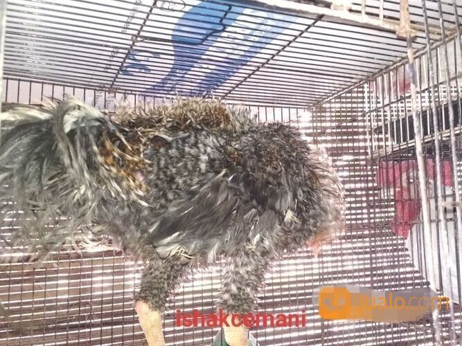 Ayam Walik Warna Jali Abu Blirik Atau Sekull
