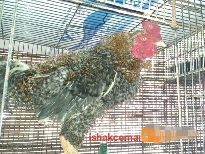 Ayam Walik Warna Jali Abu Blirik Atau Sekull