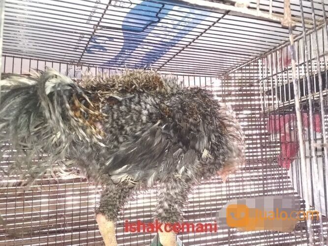 Ayam Walik Warna Jali Abu Blirik Atau Sekull