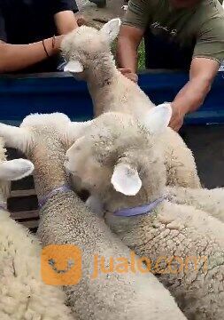 sepasang anakan domba merino superan 4 bulanan shaun the sheep 1 jantan 1 betina rawatan kandang
