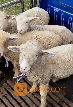 sepasang anakan domba merino superan 4 bulanan shaun the sheep 1 jantan 1 betina rawatan kandang