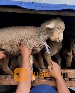 sepasang anakan domba merino superan 4 bulanan shaun the sheep 1 jantan 1 betina rawatan kandang