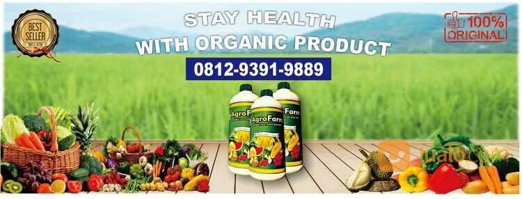 TERBUKTI NYATA, WA 0819-9502-2999, PABRIK PUPUK ORGANIK UNTUK MEMPERBANYAK ANAKAN PADI Di BALI