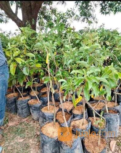 Bibit Alpukat Wina Jumbo Tinggi Bibit 70-80 Cm