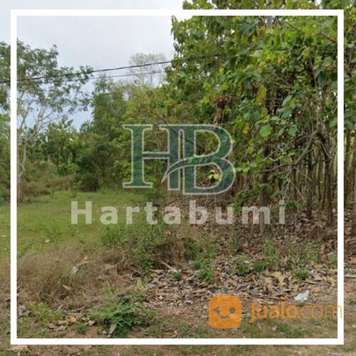 Tanah Pamekasan Tepi Jalan Raya Pasean Hanya 300ribuan/m2